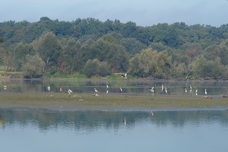 Meijas barošanās vieta Sisčanu zivju dīķos, 4.10.2015. Foto: © Darko Podravec