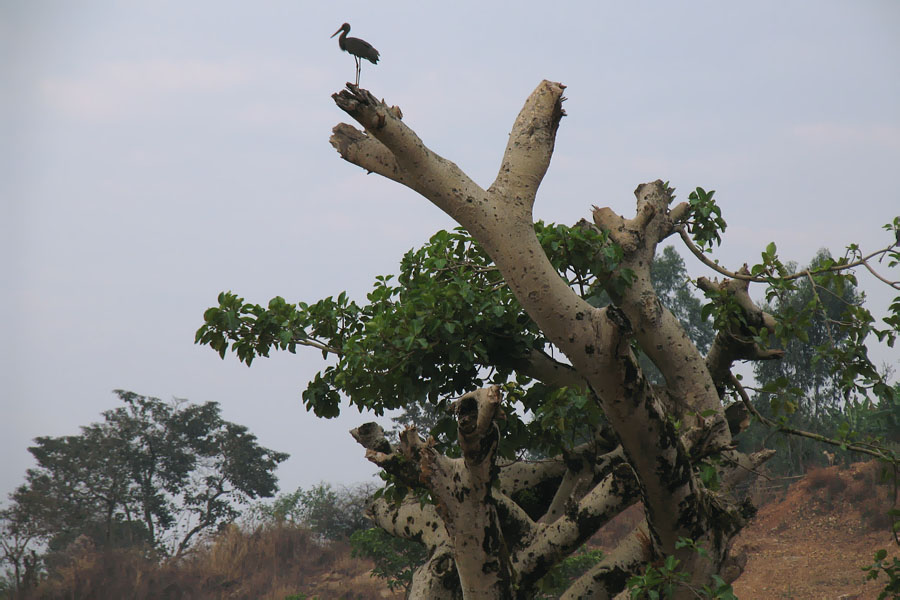 Pirmās ziemas melnais stārķis atpūtā uz Baobaba Etiopijā, 'Džimmas apkārtnē 2006.g. janvārī